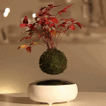 The Air Bonsai Is a Floating Bonsai Tree That Uses Magnets To Hover in Place