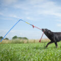 Tether Tug: A Self Tugging Dog Toy That Sticks Into The Ground