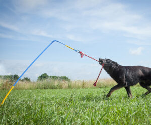 Tether Tug: A Self Tugging Dog Toy That Sticks Into The Ground