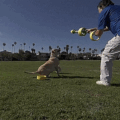 HurriK9: A Flying Ring Dog Toy That Launches Over 100 Feet