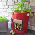 Genius Urban Potato Planter Doesn't Require You To Pull Plant To Gather Potatoes