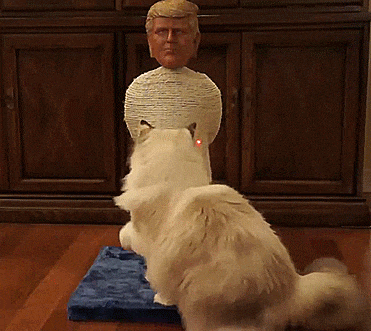 You Can Now Get a Donald Trump Cat Scratching Post