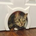 The Kitty Pass: A Kitty Shaped Cat Door Pass