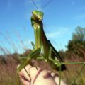 You Can Buy a Live Praying Mantis as a Pet Online