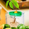 The AvoSeedo Lets You Grow Your Own Avocado Tree In a Bucket Of Water