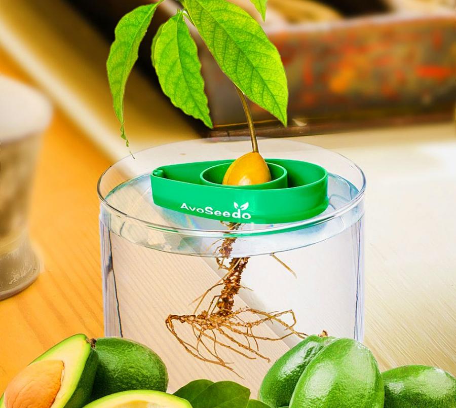 The AvoSeedo Lets You Grow Your Own Avocado Tree In a Bucket Of Water
