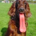 Humunga Tongue: Dog Toy Gives Your Dog a Giant Tongue
