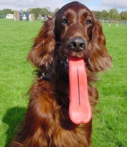 Humunga Tongue: Dog Toy Gives Your Dog a Giant Tongue