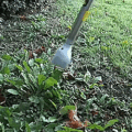 NatureZap Kills Weeds Using an Infrared Light