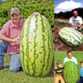 Giant Watermelon Seeds (10-Pack)