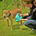 WalkWhiz Multi-Leash: Retractable Dog Leash With Integrated Waste Bag Holder and Water Bowl
