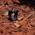 Garden Thorns Connect To Your Garden Hose - Delivers Water Straight To The Roots
