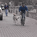 Dog Powered Scooters Use Your Dog To Propel You Around