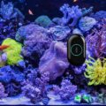 MOAI: A Robotic Camera and Cleaner For Your Aquarium