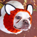 Fox Dog Hood Turns Your Dog Into a Fox