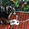 Dog Push Pedal Water Fountain - Doggie Fountain