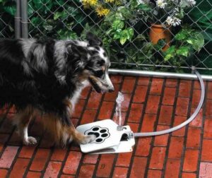 Dog Push Pedal Water Fountain - Doggie Fountain