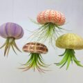 These Jellyfish Planters Hold Your Air Plants Upside-Down