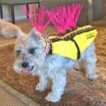 These Ingenious Spiked Dog Harnesses Protect Your Pooches Against Coyotes and Birds of Prey