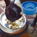 Enhanced Pet Bowl: Slanted Dog Bowl With Ridge Helps Flat Faced Dog Breeds Feed