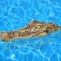 Crocodile Head Pool Float