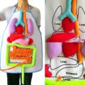 Anatomy Kids Apron Educates Children On Body Organs