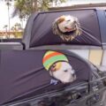 Peekapet: A Safe Way For Your Dog To Hang Out The Car Window