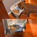 Neater Feeder: A Dog Feeding Station That Absorbs Spilt Water