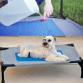 This Outdoor Dog Bed Stores Cold Water To Keep Your Pooch Cool In The Heat
