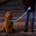 Nitey Leash: LED Light Up Dog Leash Gets You Easily Seen During Night Walks