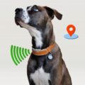 This Smart Dog Collar Has GPS Tracking and an Activity Monitor