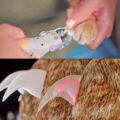 Peticare: Pet Nail Clipper With LED Light That Illuminates What Not To Cut