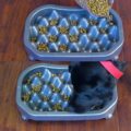 Slow Feeding Dog Tray