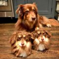 This Company Makes Custom Slippers That Look Just Like Your Dog Or Cat