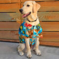 Hawaiian Dog Shirts
