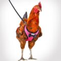 This Chicken Harness Lets You Take Your Farm Birds For a Walk