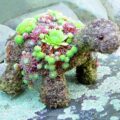 This DIY Kit Lets You Grow an Adorable Turtle Made From Succulent Plants