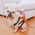 These Cute Little Dog Backpacks Lets Them Hold Their Puppies On Their Back