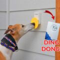 The Pebble Smart Doggie Doorbell Lets You Know When Your Dog Is Ready To Come Inside