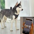 PetNow Smart Pet Camera Gives a Live View Of Your Dog On Smartphone