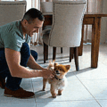 Sliding Glass Door Automatically Opens and Closes Using a Tag Your Dog Wears on Collar