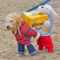 This Brilliant Dog Carrying A Box Of Beer Costume Might Be The Best We've Ever Seen