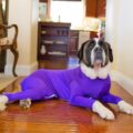 This Genius Dog Onesie Keeps Your Pooch From Shedding All Over Your Home