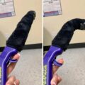 This Bending Cat Paw Toy Bends With The Pull Of a Trigger, and It Even Meows