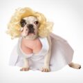 There's Now a Dog Costume That Turns Your Pooch Into Marilyn Monroe