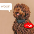 You Can Now Get a Cursing Dog Collar That Will Cuss Every-time Your Dog Barks
