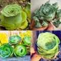 These Rose Succulents Look Like They're Straight Out of a Fairytale