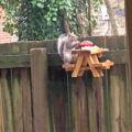 This Picnic Table Squirrel Feeder Lets Your Backyard Squirrels Sit Down To Eat Their Meals