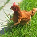 You Can Now Get Arms For Your Chickens, and They're Absolutely Hilarious