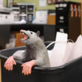 This Office Trash Possum Has Posable Paws That Lets Him Hang Out Anywhere